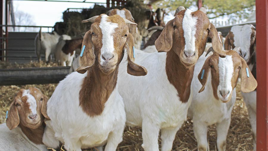 220118-goats-c-Sarah_Alderton