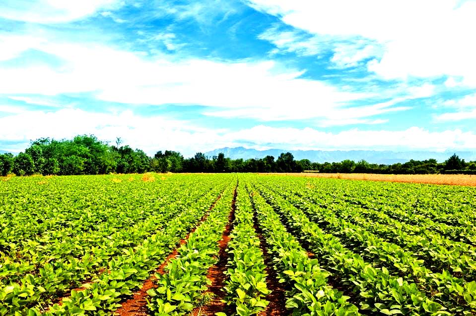 3-tips-for-leasing-farm-land